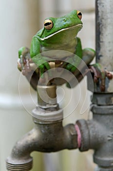 White-lipped Tree Frog on faucet photo