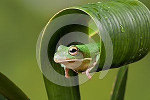 White Lipped tree frog hiding