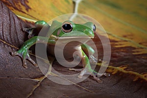 White-lipped tree frog (Litoria infrafr