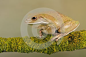 White Lipped Tree Frog, Litoria infrafrenata