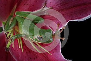 White-lipped tree frog (Litoria infrafrenata) on flower