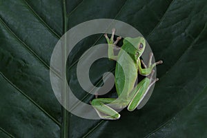 White-lipped tree frog (Litoria infrafrenata) on leaves