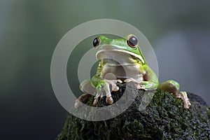 White-lipped tree frog (Litoria infrafrenata) on rock