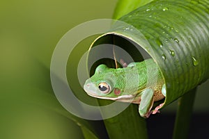 White Lipped tree frog peeking out