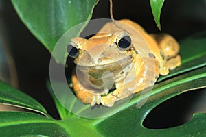 White-lipped tree frog