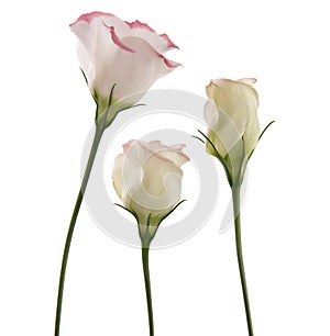 White lisianthus flowers