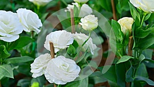 White Lisianthus flowers in the garden