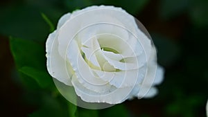 White Lisianthus flowers in the garden