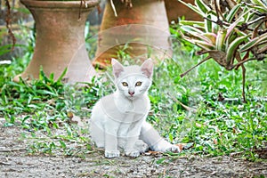 White littel cat