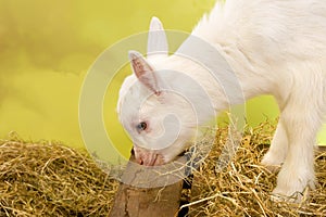 White little baby goat