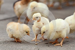 White little chickens