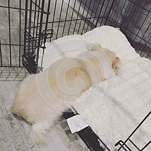 White little dog sleeping comfortably half way in his cage