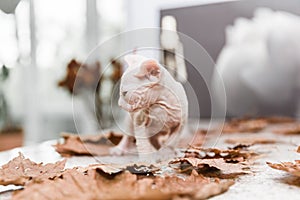 White little Don sphynx kitten playing with autumn orange leaves on gray background