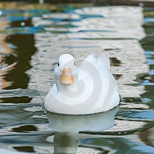 White little duck floats on the water