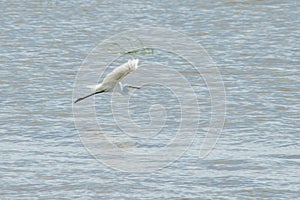 A white Little Egret bird, Egretta garzetta, flying over the water of Irrawaddy River, Myanmar.