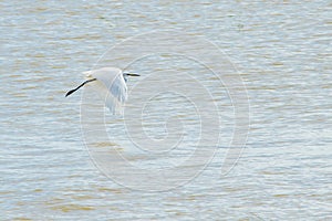 A white Little Egret bird, Egretta garzetta, flying over the water of Irrawaddy River, Myanmar.