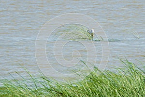 A white Little Egret bird, Egretta garzetta, resting on floating plants in Irrawaddy River, Burma