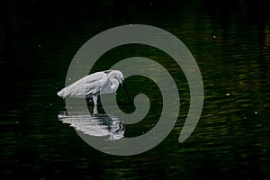 White little egret, Egretta garzetta, searching for food with reflection in the water
