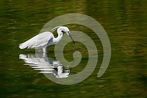 White little egret, Egretta garzetta, searching for food with reflection in the water