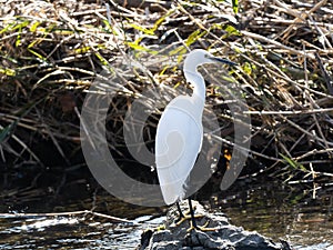 White little egret fishing in the Hikiji river 1