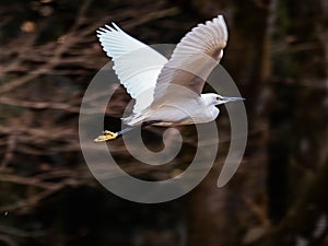 White little egret in flight over the Hikiji River