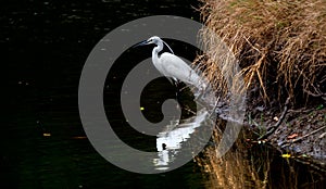 White Little Egret glare at water for catch fish