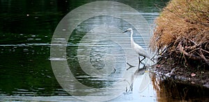 White Little Egret glare at water for catch fish