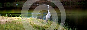 White Little Egret glare at water for catch fish