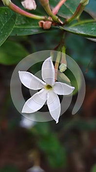 White little flower with green background
