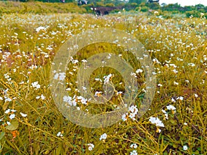 White Little Flower In Green Grass In Monsoon Season