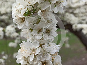 Blanco pequeno flor primavera 