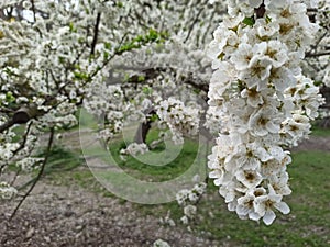 Blanco pequeno flor primavera  