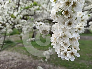 Blanco pequeno flor primavera  