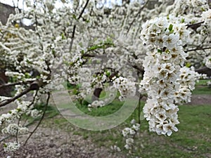 Blanco pequeno flor primavera 5 