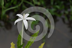 White little flower on water and grass background