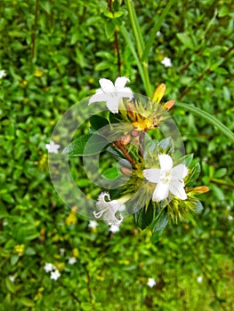 white little flowers that grew aplenty in the garden