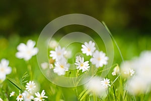 White little flowers on a sunny summer day. Close-up of a flower in green grass. Natural floral background. Selective soft focus
