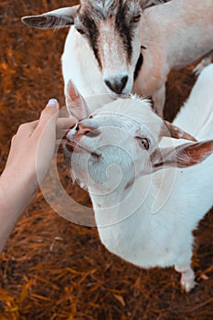 White little goat on a background of orange grass. Girl stroking a goat.