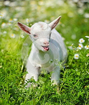 White little goat resting on green grass with daisy flowers on a sunny day