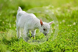 White little goat standing on green grass with daisy flowers on a sunny day