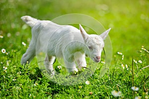 White little goat standing on green grass with daisy flowers on a sunny day