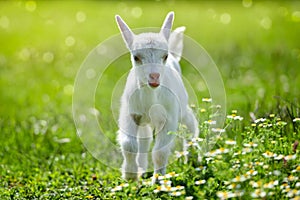 White little goat standing on green grass with daisy flowers on a sunny day