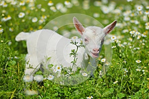 White little goat standing on green grass with daisy flowers on a sunny day