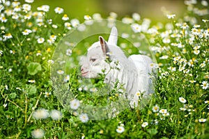 White little goat standing on green grass with daisy flowers on a sunny day