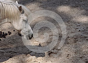 White little horse smelling feces