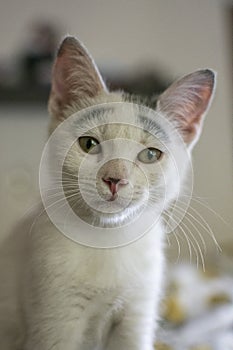 White little kitten with brows