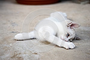 White little kitten playing on the ground