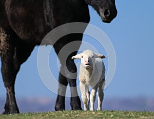 White little lamb and big black horse on the pasture