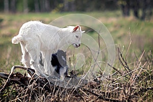 White little lovely goatling playing