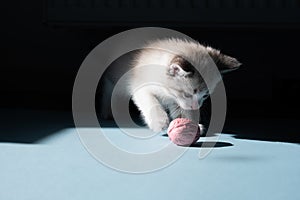 White little luminous kitten sadly looks longingly at a toy photo
